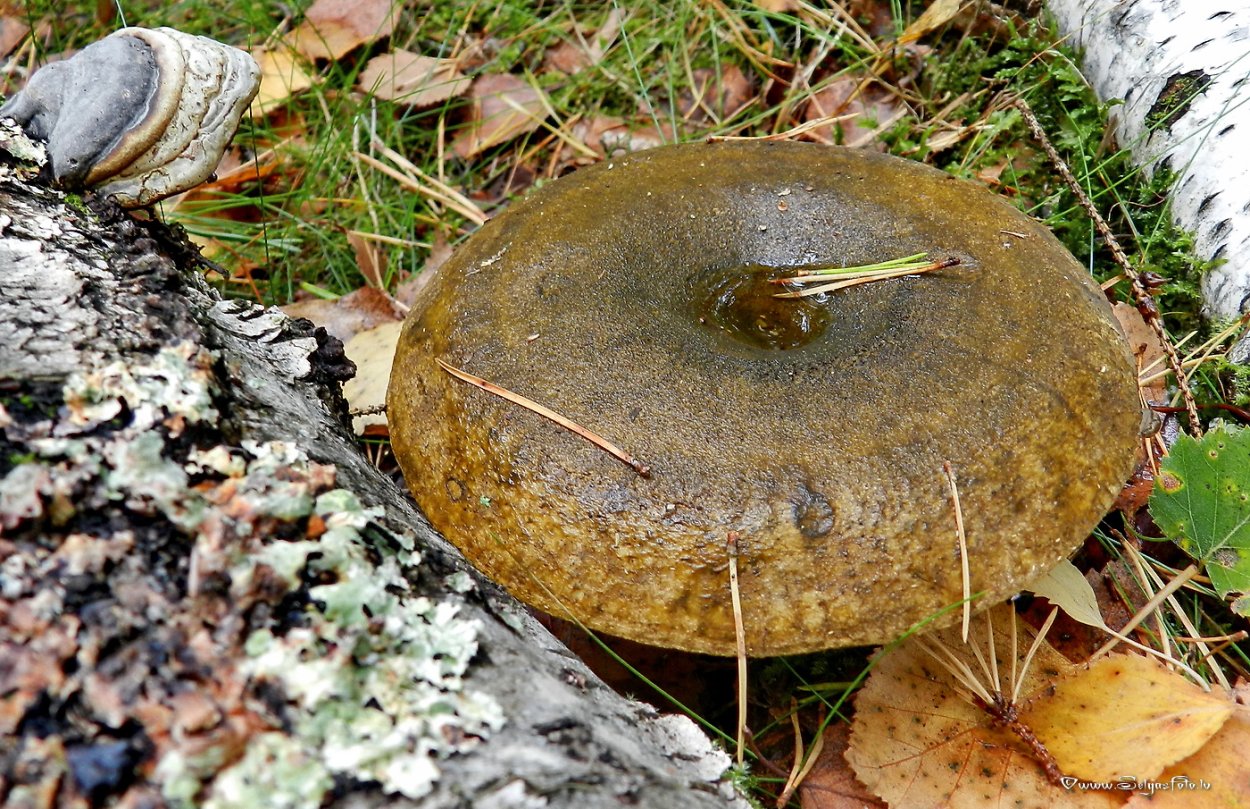 Черные грузди Чернушка