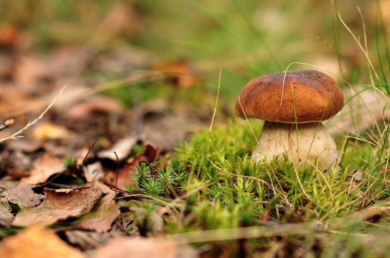 Чернушка гриб