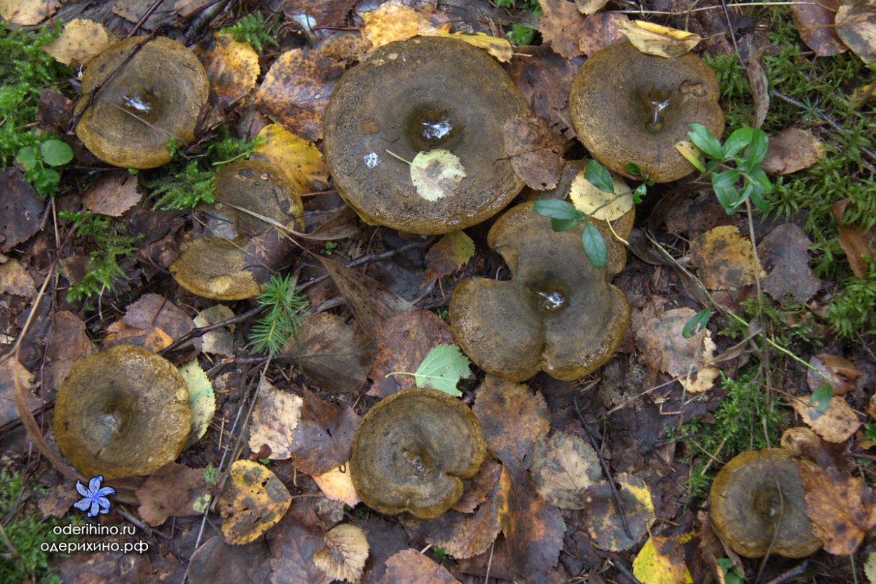 Гриб черный груздь