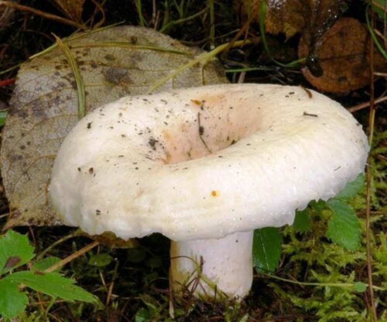 Свинушки чернушки грибы