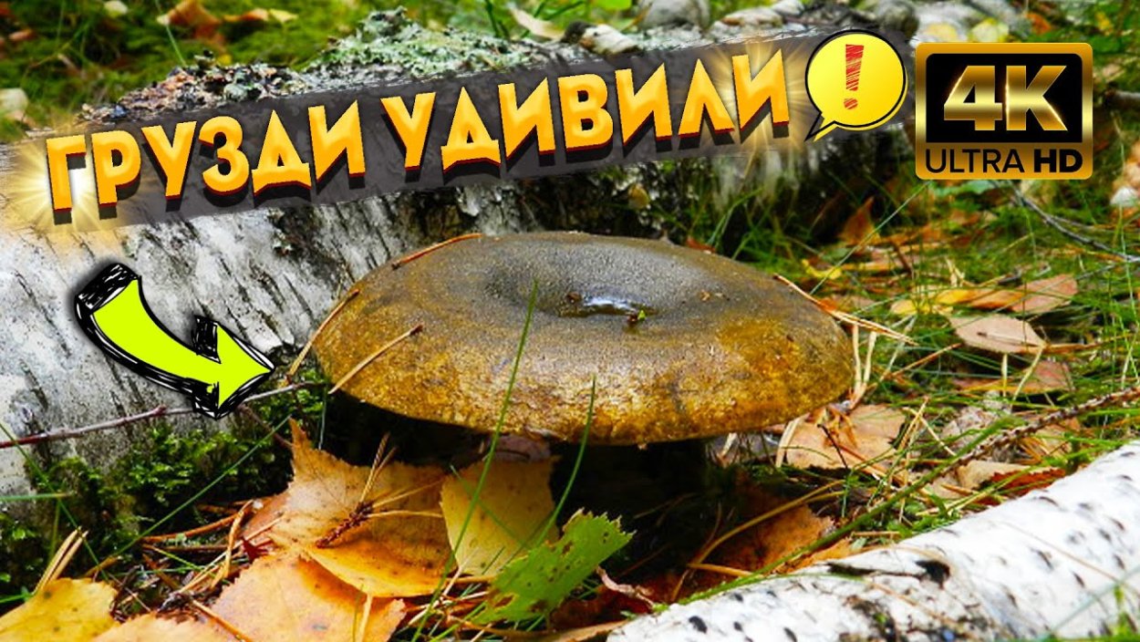 Картинки на рабочий стол грибы и ягоды в лесу