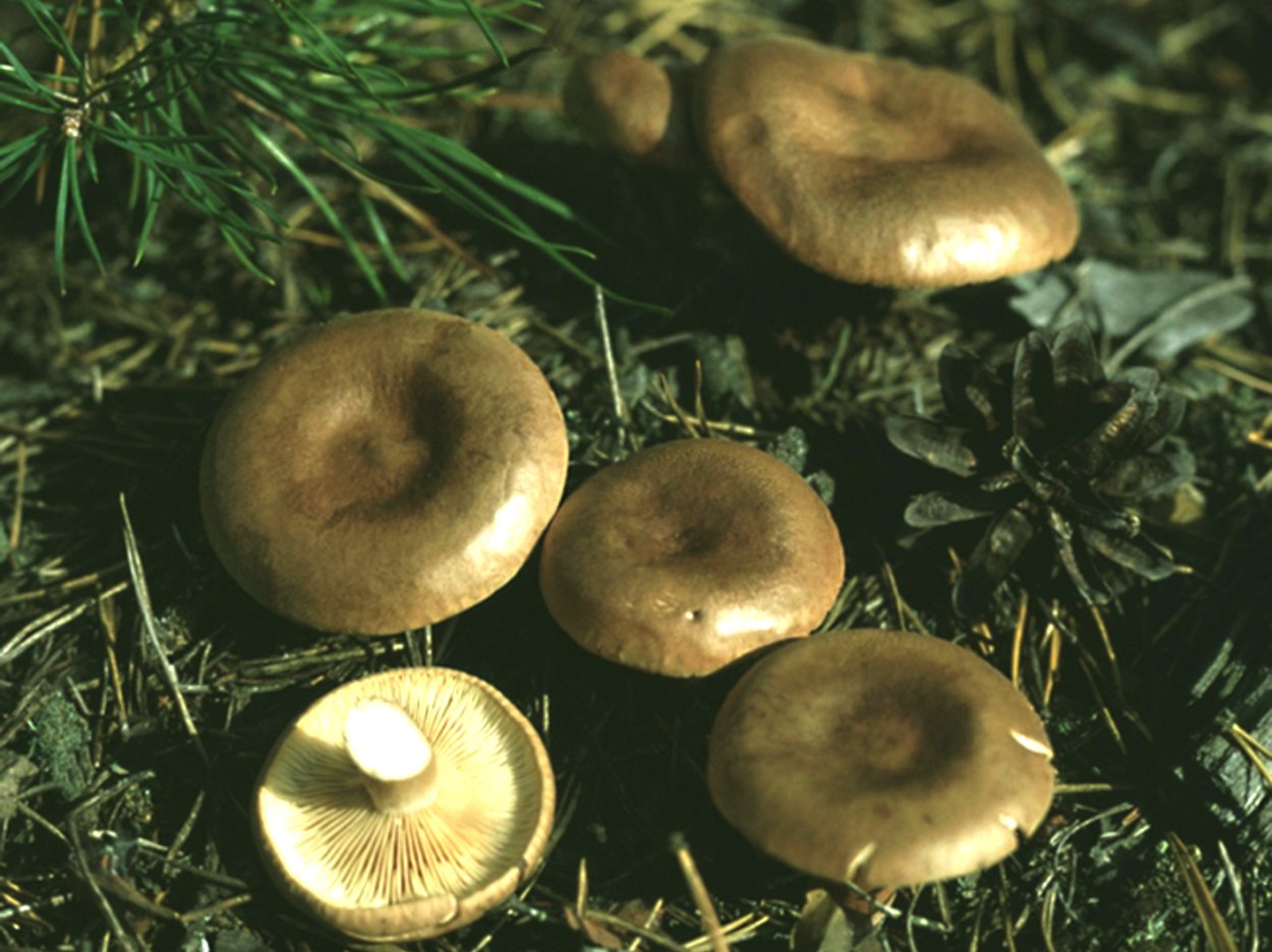 Гриб черный груздь