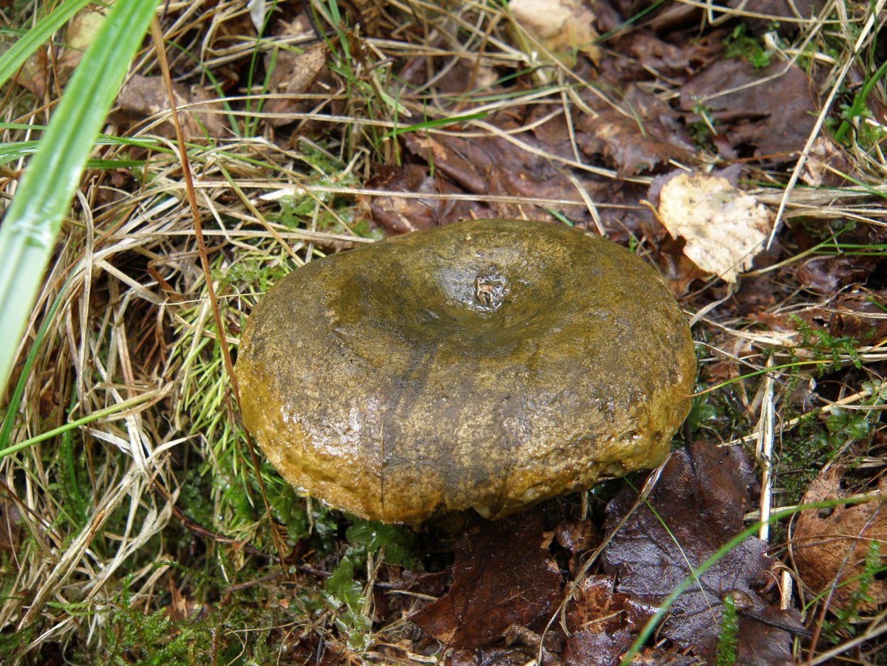 Груздь Свинорой