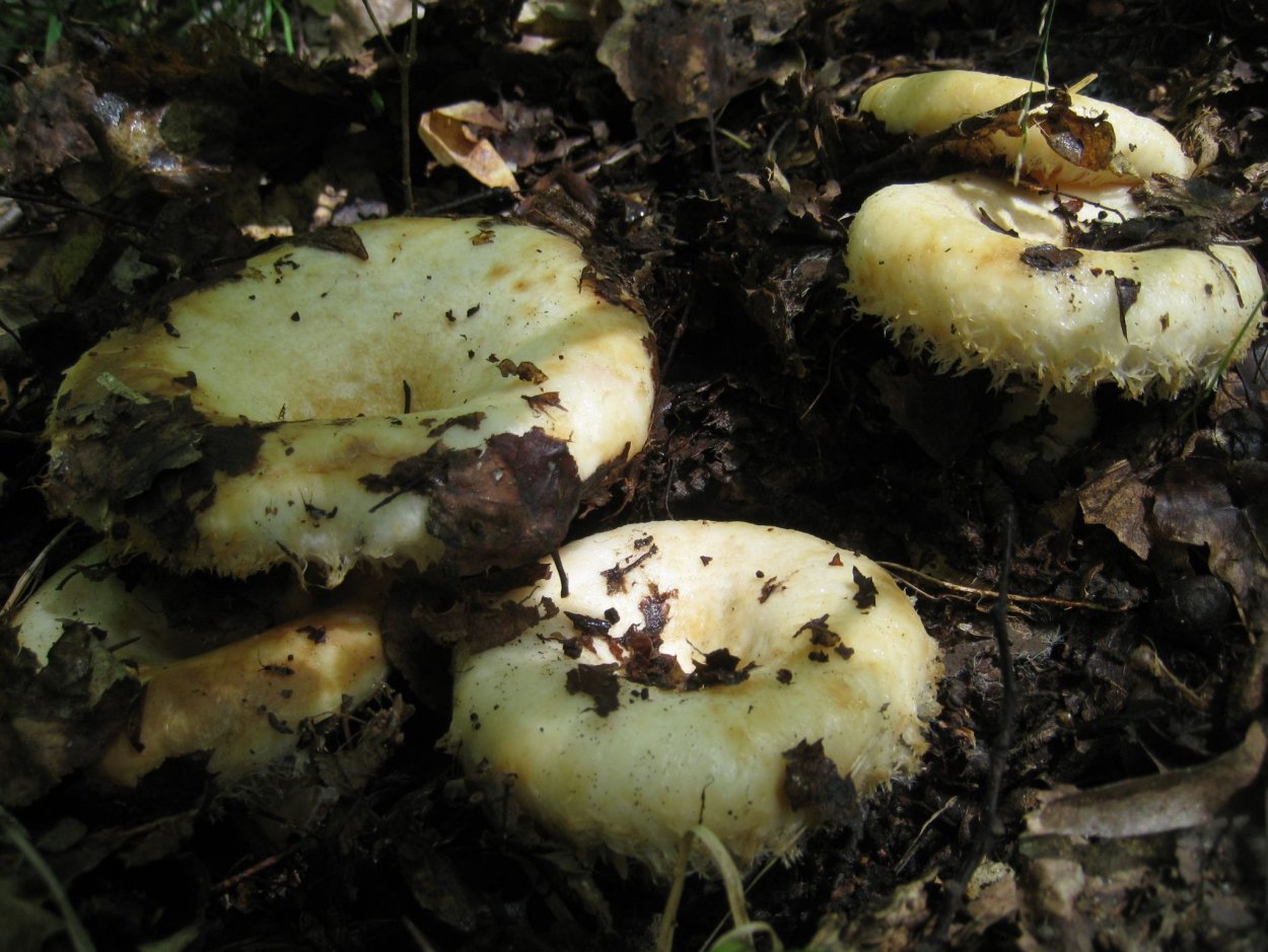 Паутинник пасынковидный