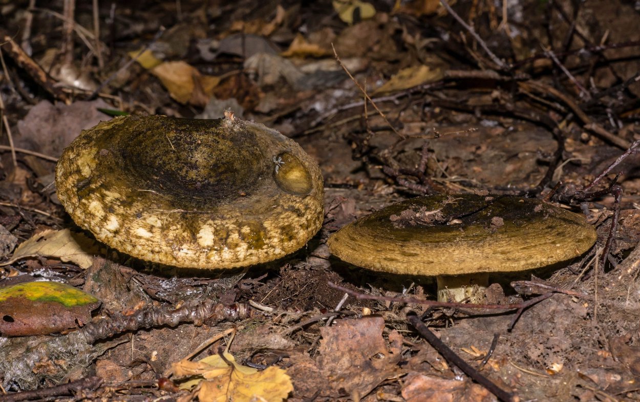 Черный груздь груздянка