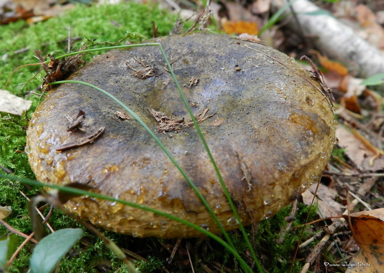 Боровой груздь