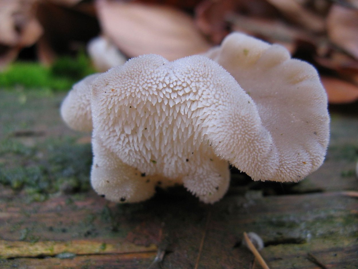 Тремеллодон студенистый; ледяной гриб, (Tremellodon gelatinosum, Pseudohydnum gelatinosum).