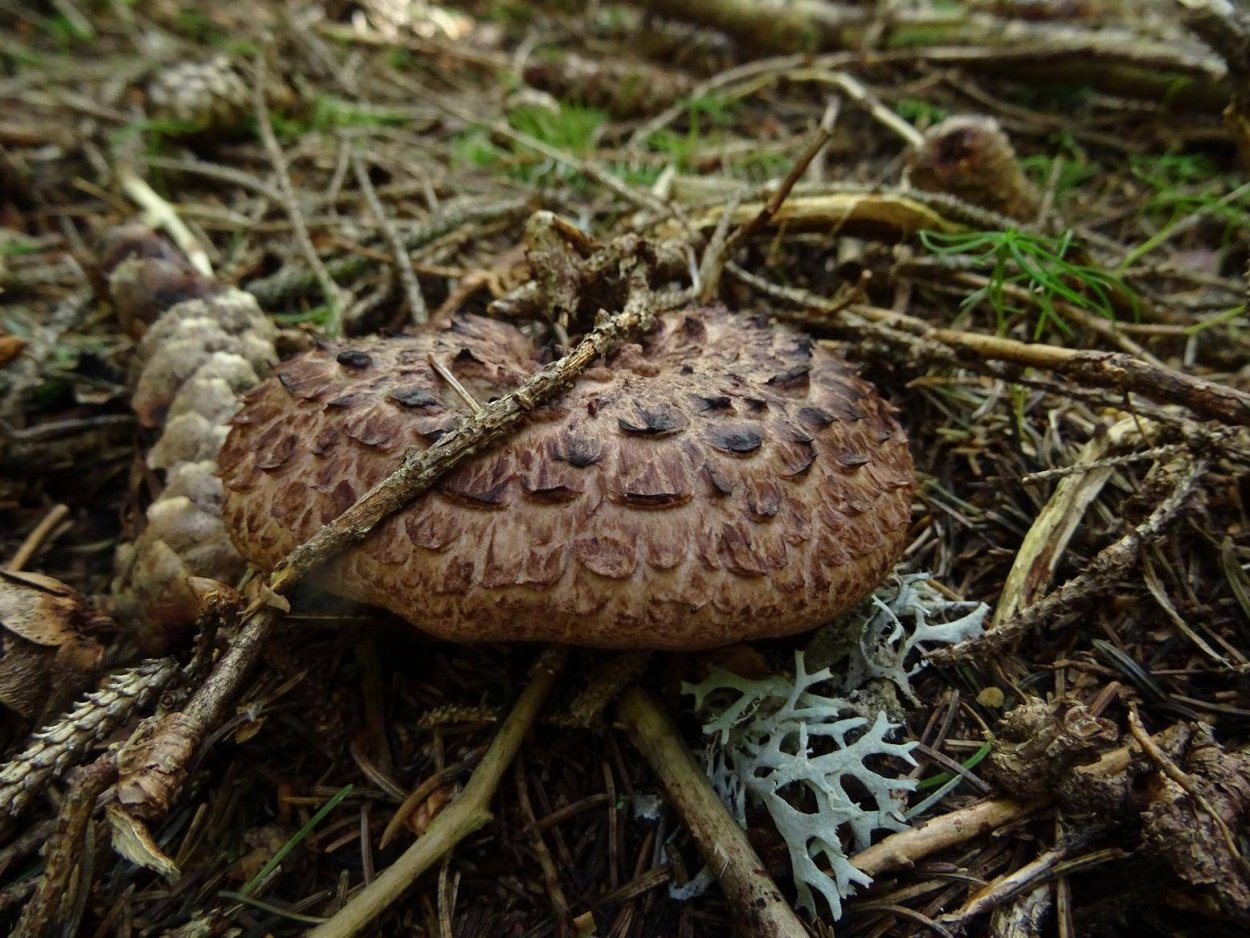 Гриб Саркодон черепитчатый