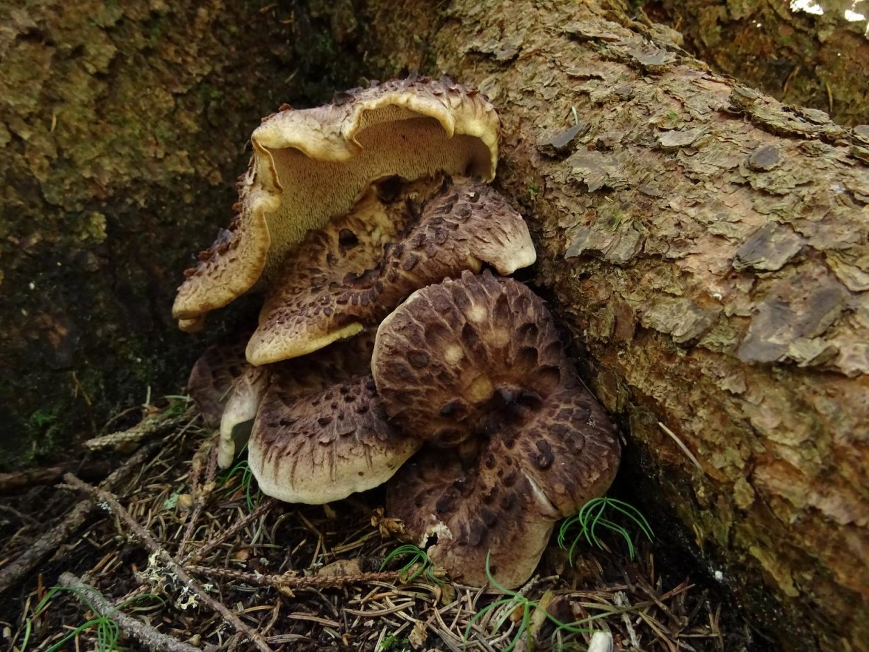 Гриб ежовик черепитчатый