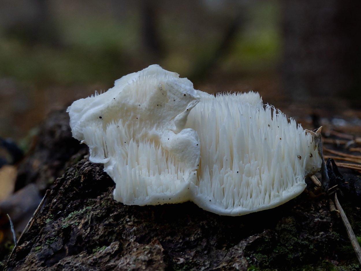 Ежовик гребенчатый