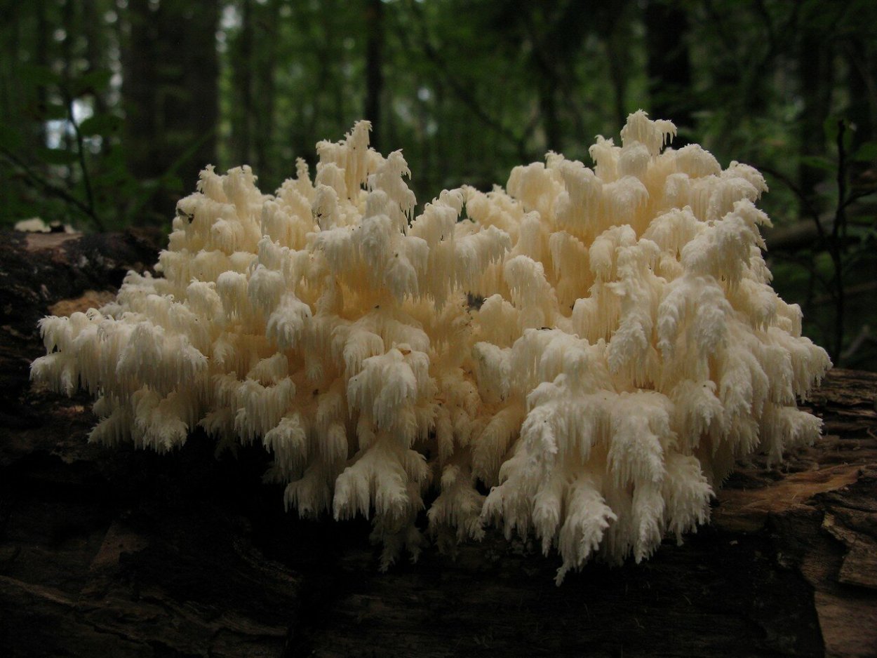 Ежовик коралловый гриб