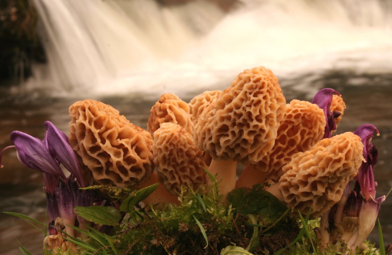 Сморчок осенний гриб