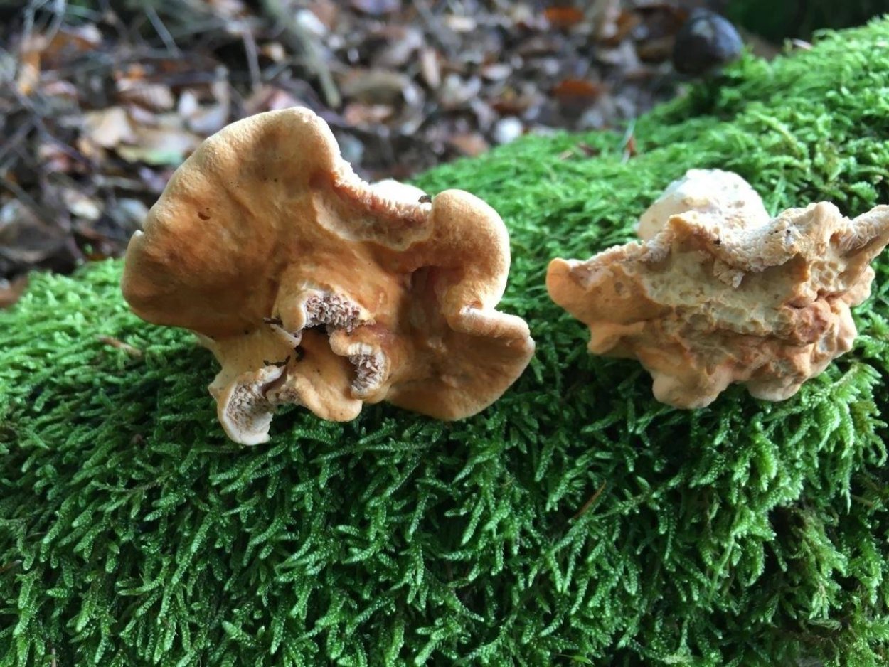 Ежовик гриб обыкновенный