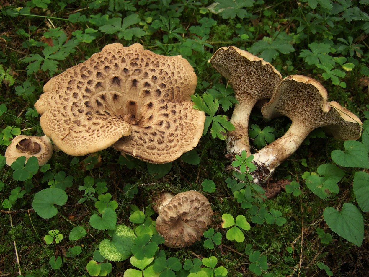 Саркодон черепитчатый