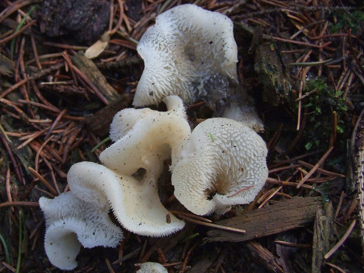 Тремеллодон студенистый; ледяной гриб, (Tremellodon gelatinosum, Pseudohydnum gelatinosum).