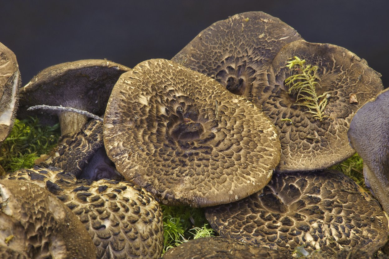 Ежовик пёстрый