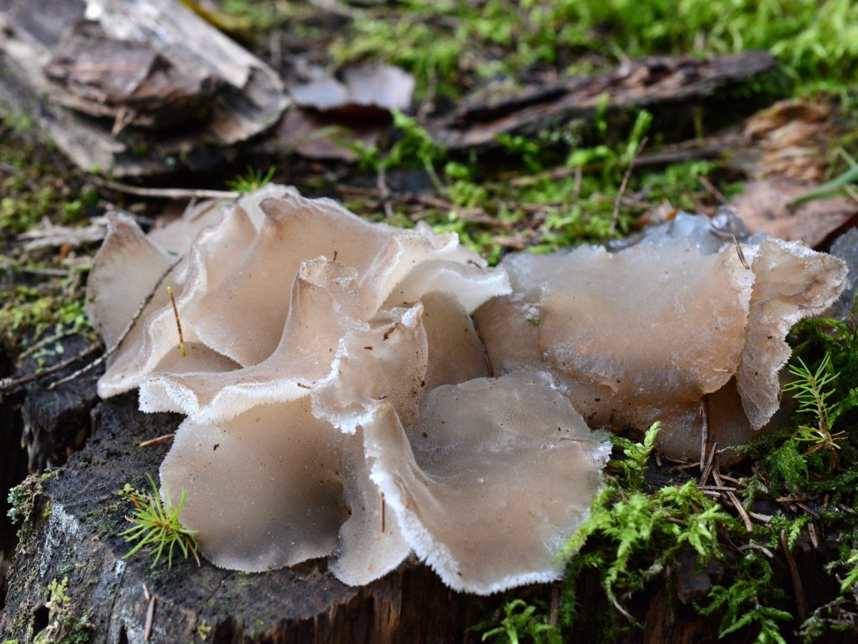 Gelatinosum гриб Pseudohydnum