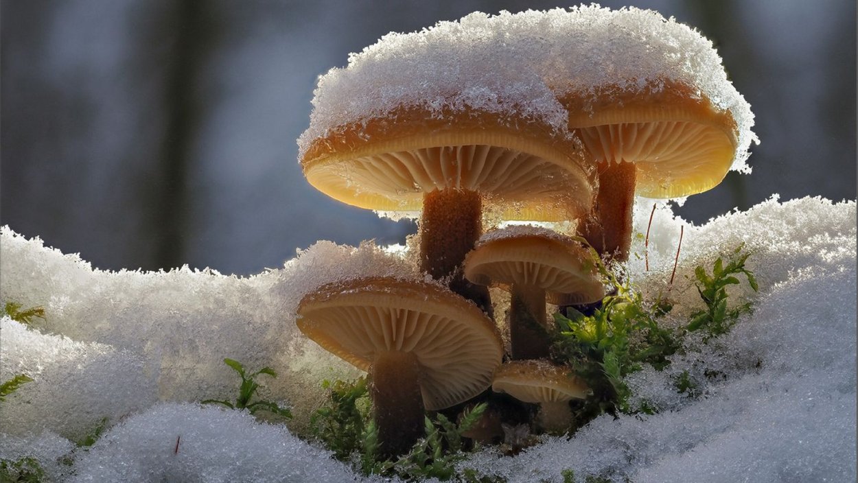 Грибы под снегом