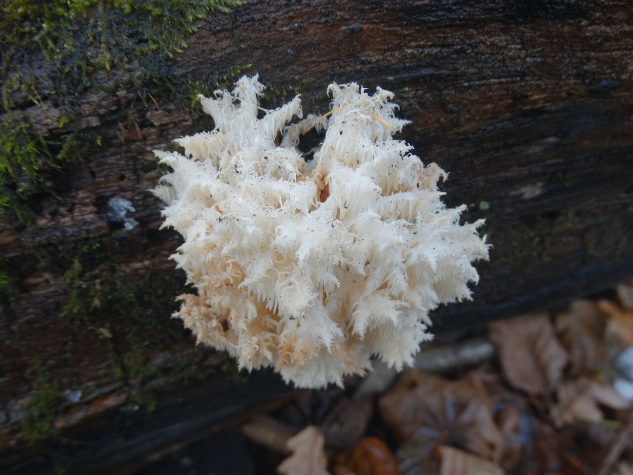 Грибы в Ленинградской области ежевик