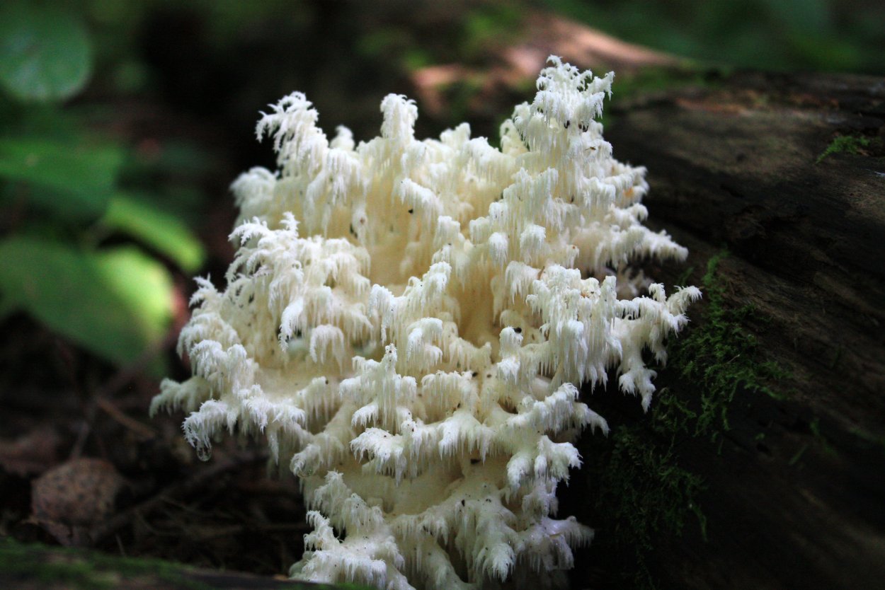 Ежовик коралловидный