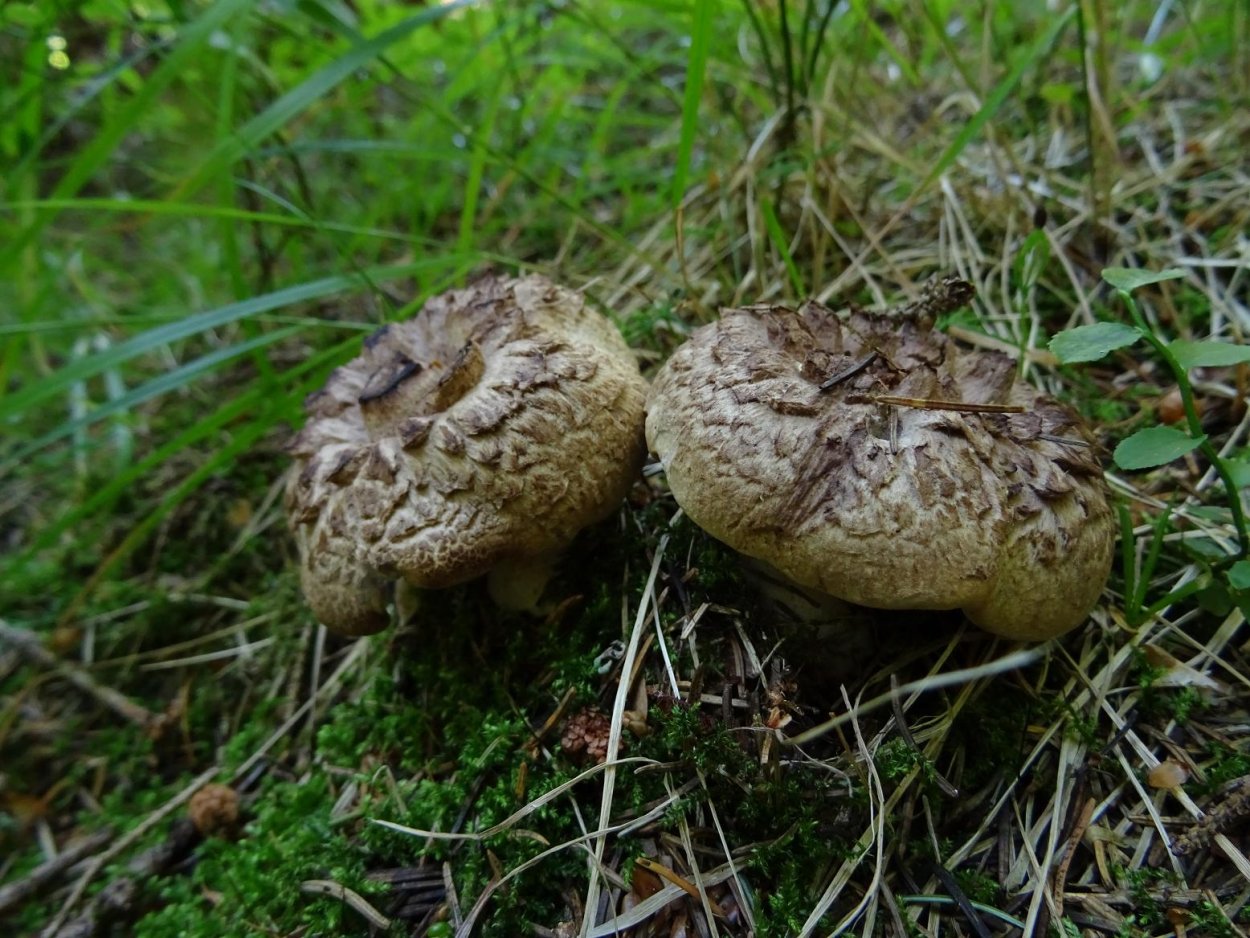 Ежовик синеножковый Sarcodon glaucopus
