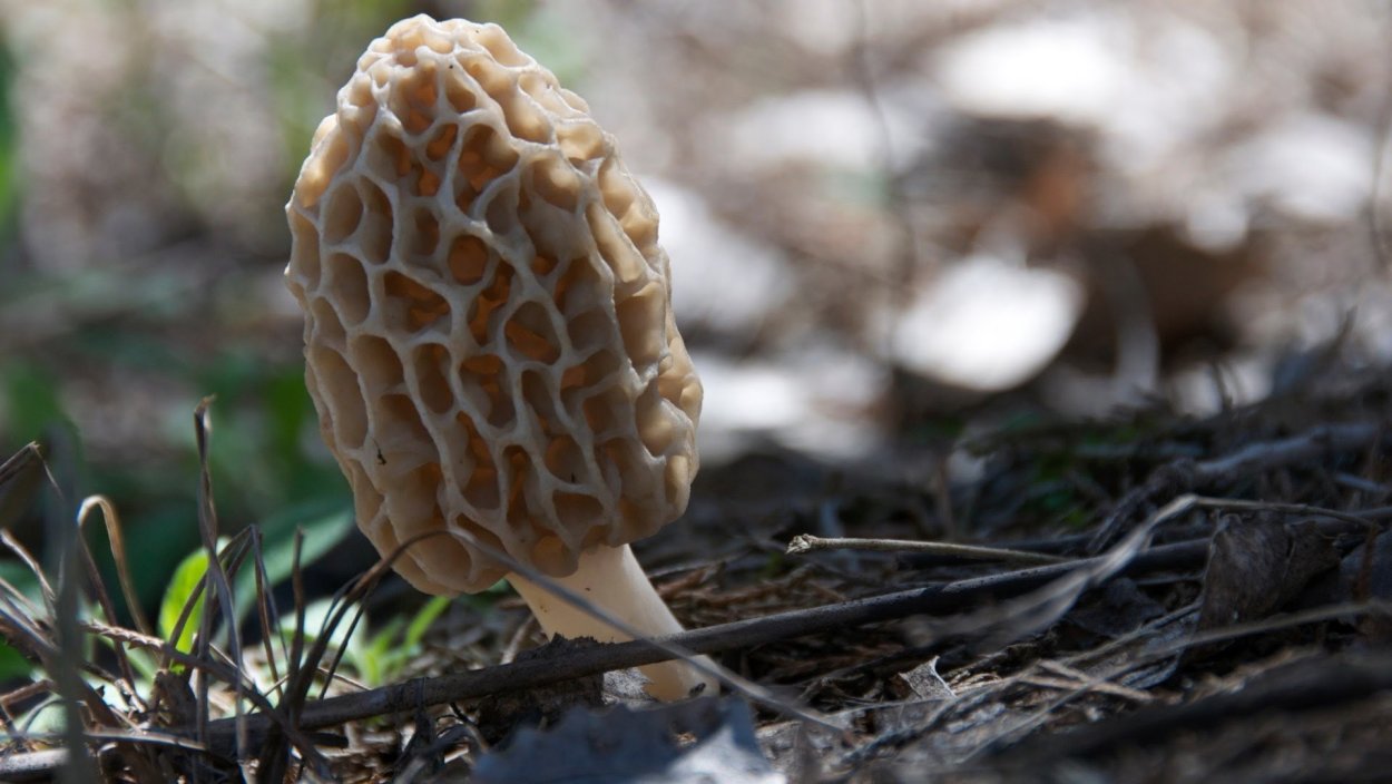 Сморчки плоские