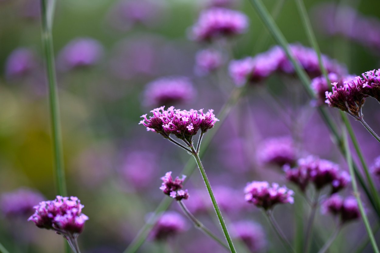 Лютик полевой сиреневый