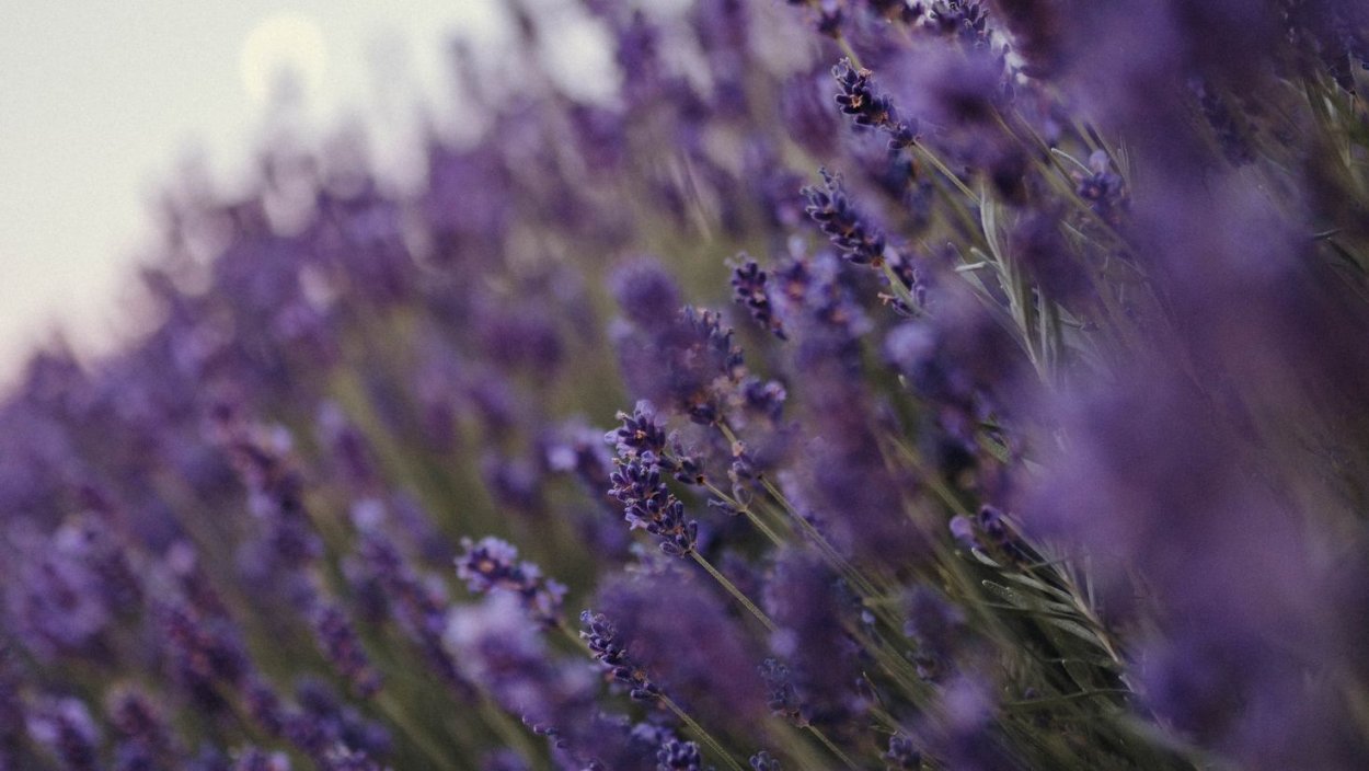 Полевой цветок Медовник сиреневый