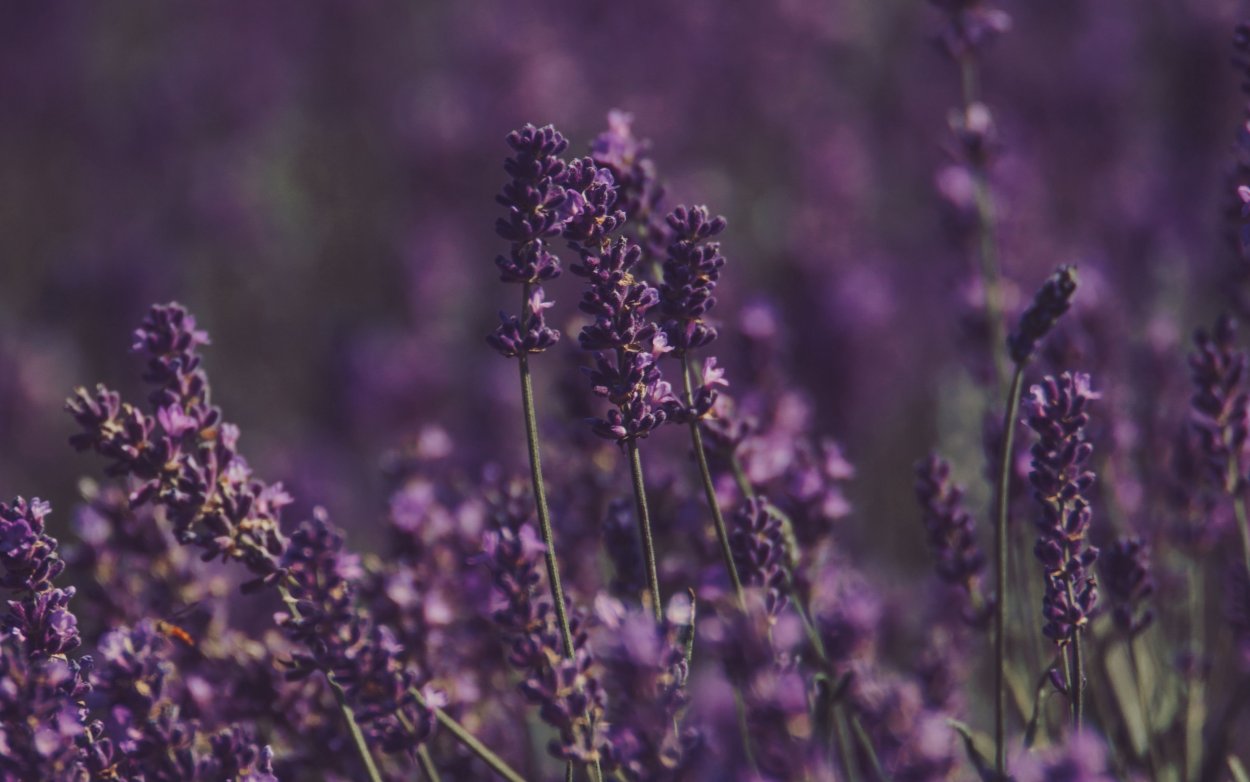 Лаванда (Lavandula) Эстетика