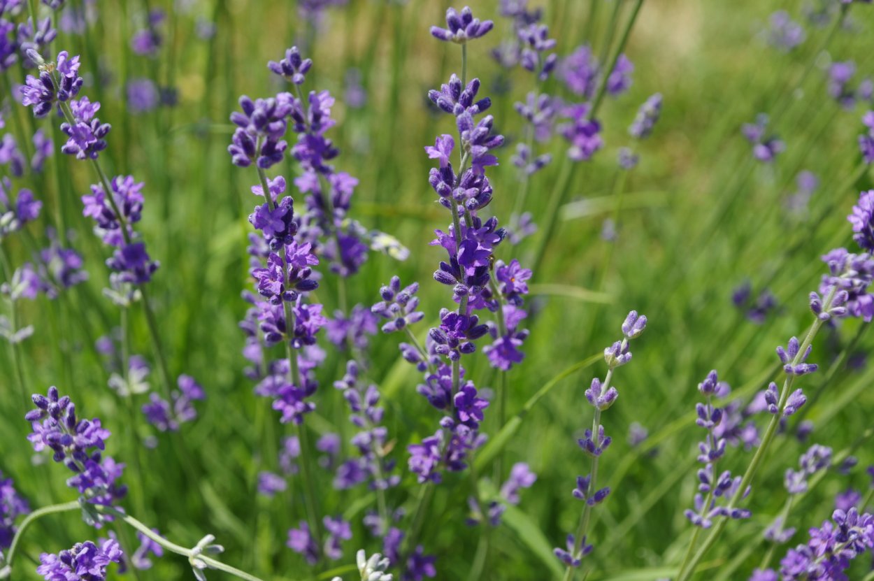 Лаванда узколистная цветение