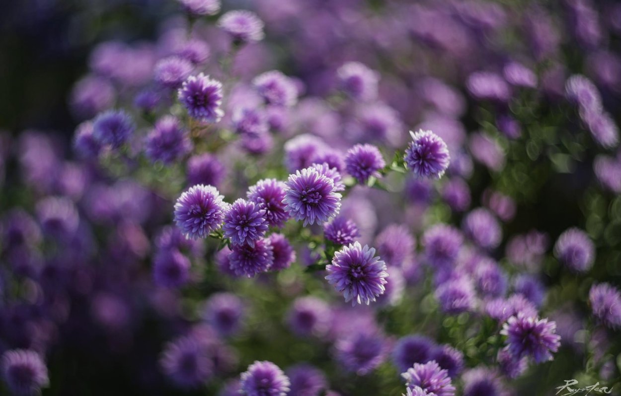 Сиреневые цветочки полевые