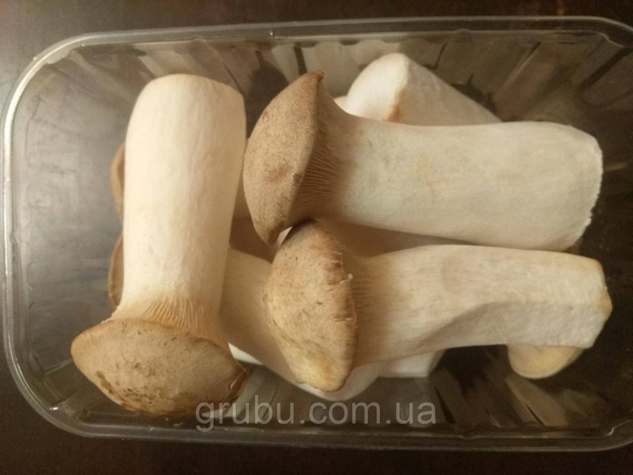 Ежовик Королевский гриб