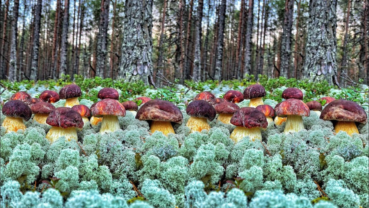 Боровики в Карелии