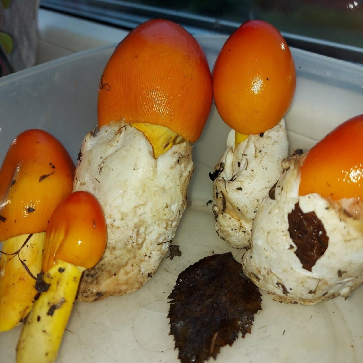 Ежовик белый