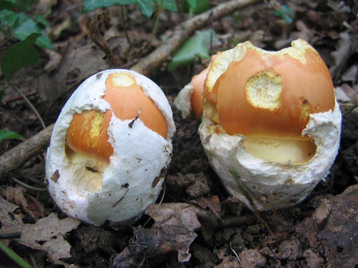 Корейские грибы шимеджи