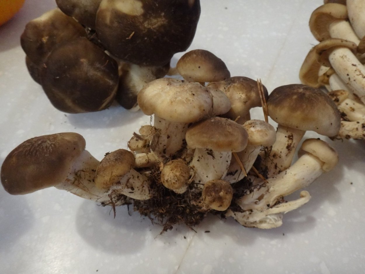 Рядовка скученная гриб