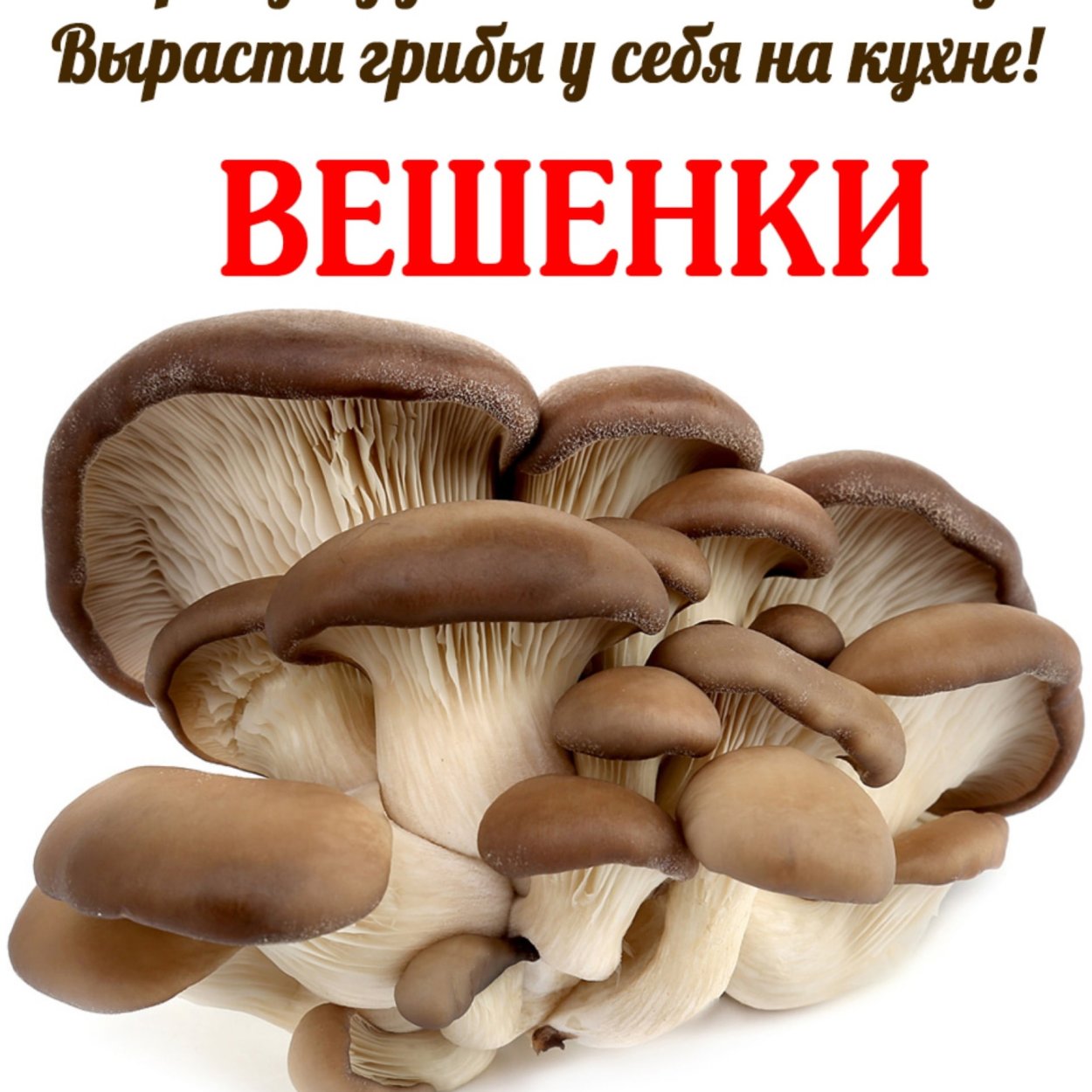 Набор для выращивания вешенки