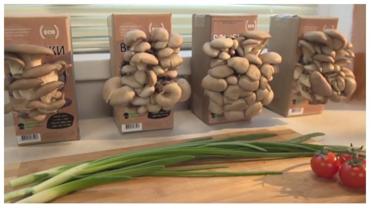 Грибы вешенки леомакс