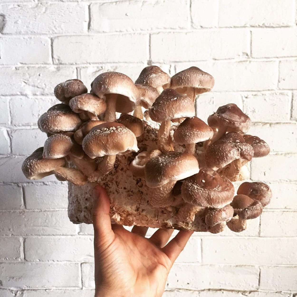 Грибы шиитаке грибница