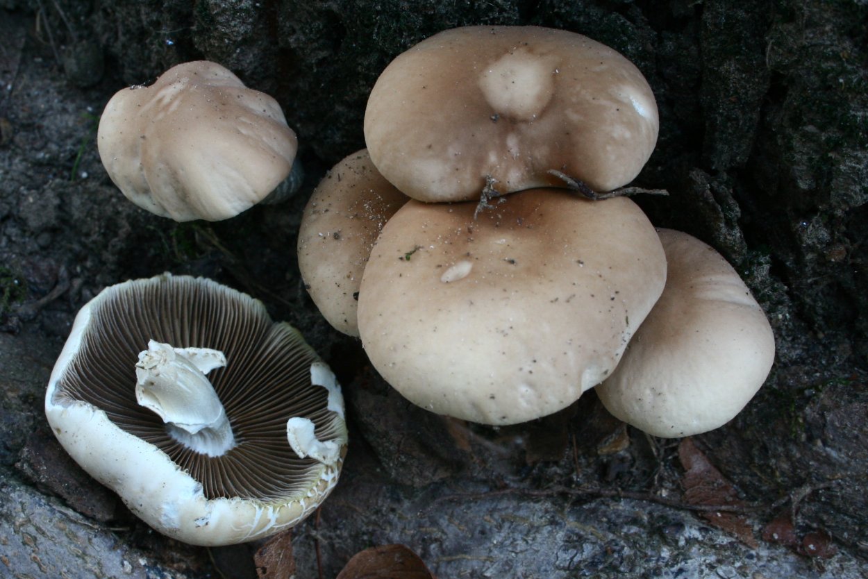 Алёховщина Ленинградская область грибы