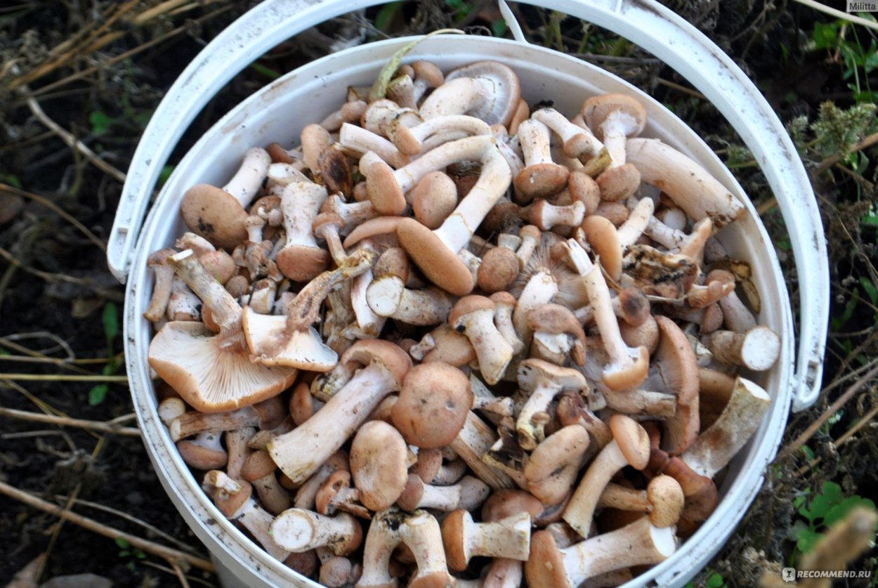 Грибница шампиньонов