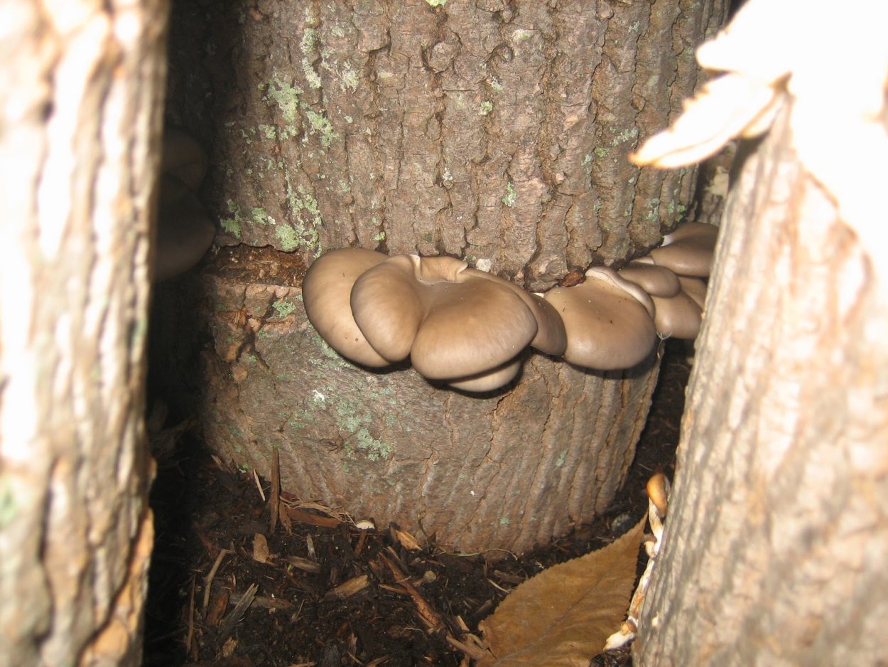 Лучшие грибники