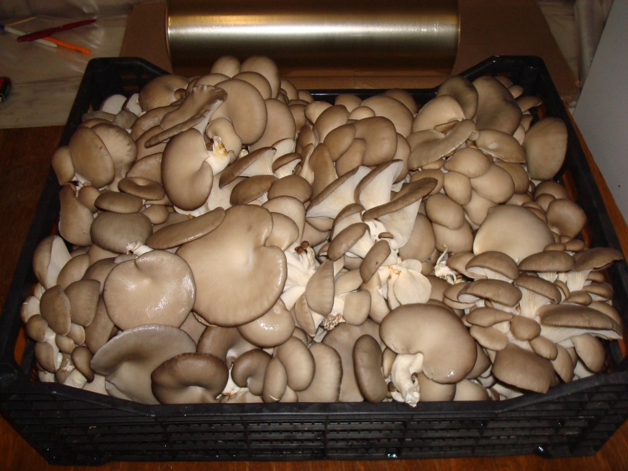 Вешенки свежие