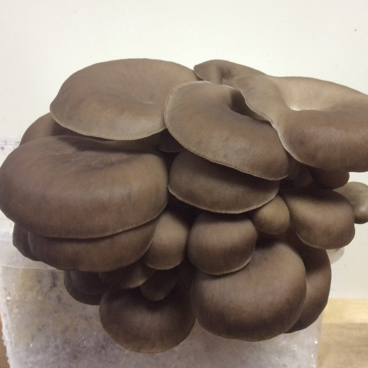 Гриб Коллибия веретеноногая