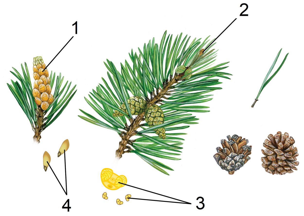Голосеменные сосна обыкновенная. Пыльца шишки сосны обыкновенной. Строение побега сосны. Хвоинки сосны обыкновенной рисунок.