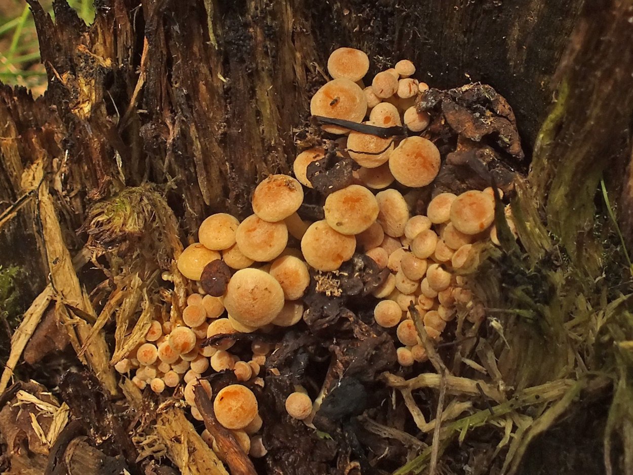 Опята много в вёдрах