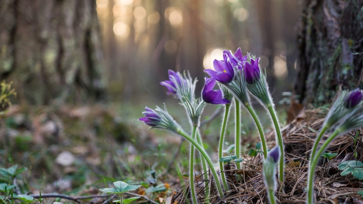 Пролеска сиреневая