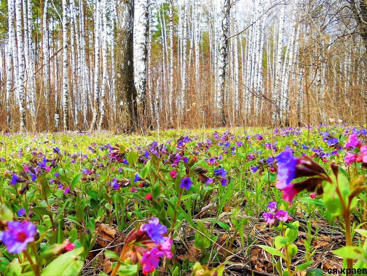 Полянка медуницы