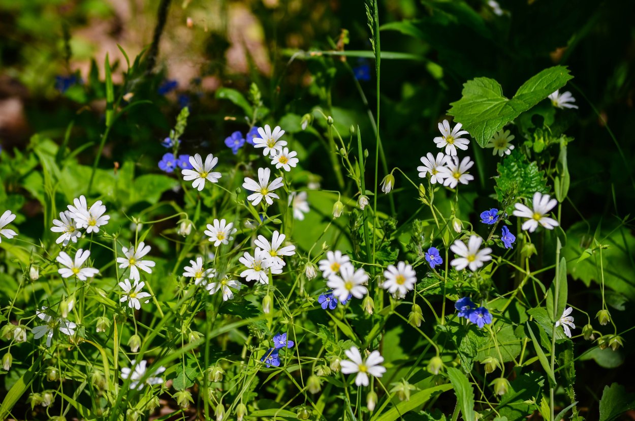 Звездчатка белый Майский Лесной цветок