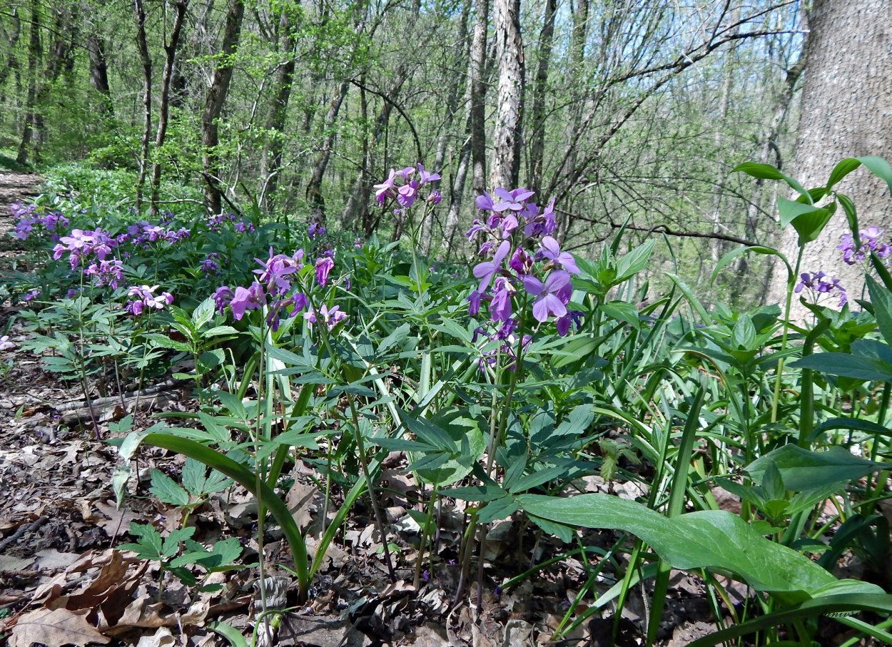 Весенние цветы средней полосы